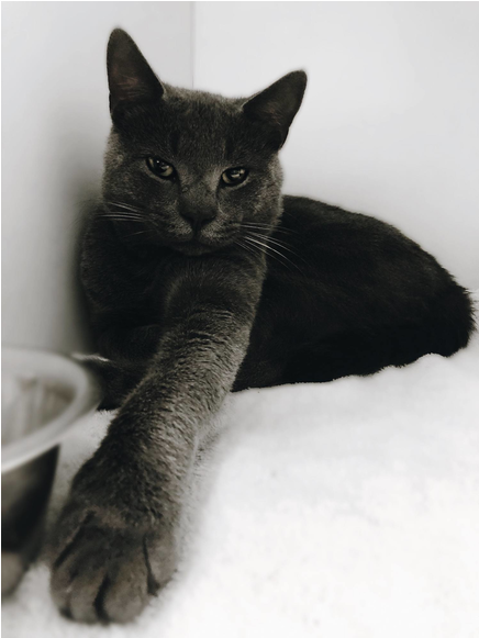 870 X 580 2 - Domestic Short-haired Cat (870x580), Png Download