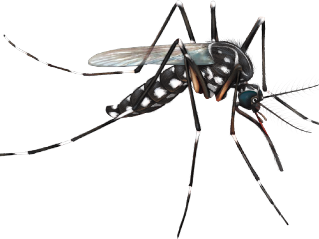 Diferença Entre Culex E Aedes (640x480), Png Download