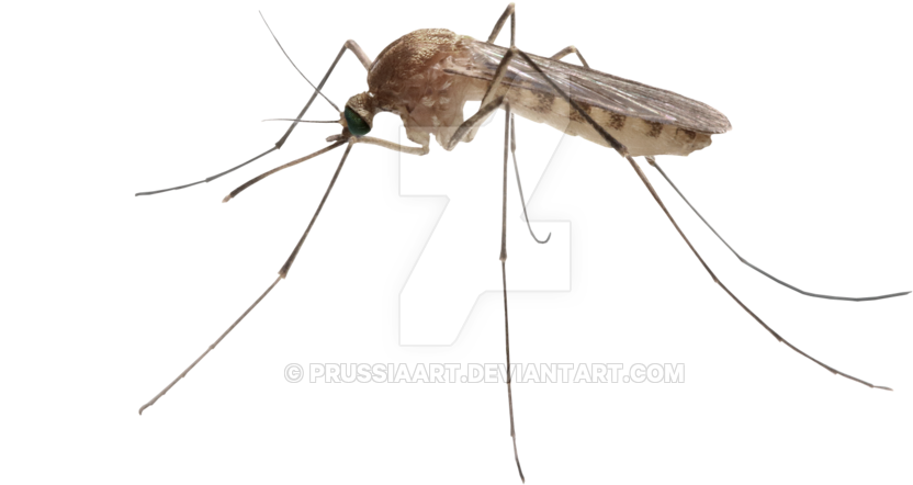 Transparent Mosquito - Mosquito Picture Without Background (900x618), Png Download