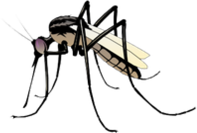 Mosquito Clipart (640x480), Png Download