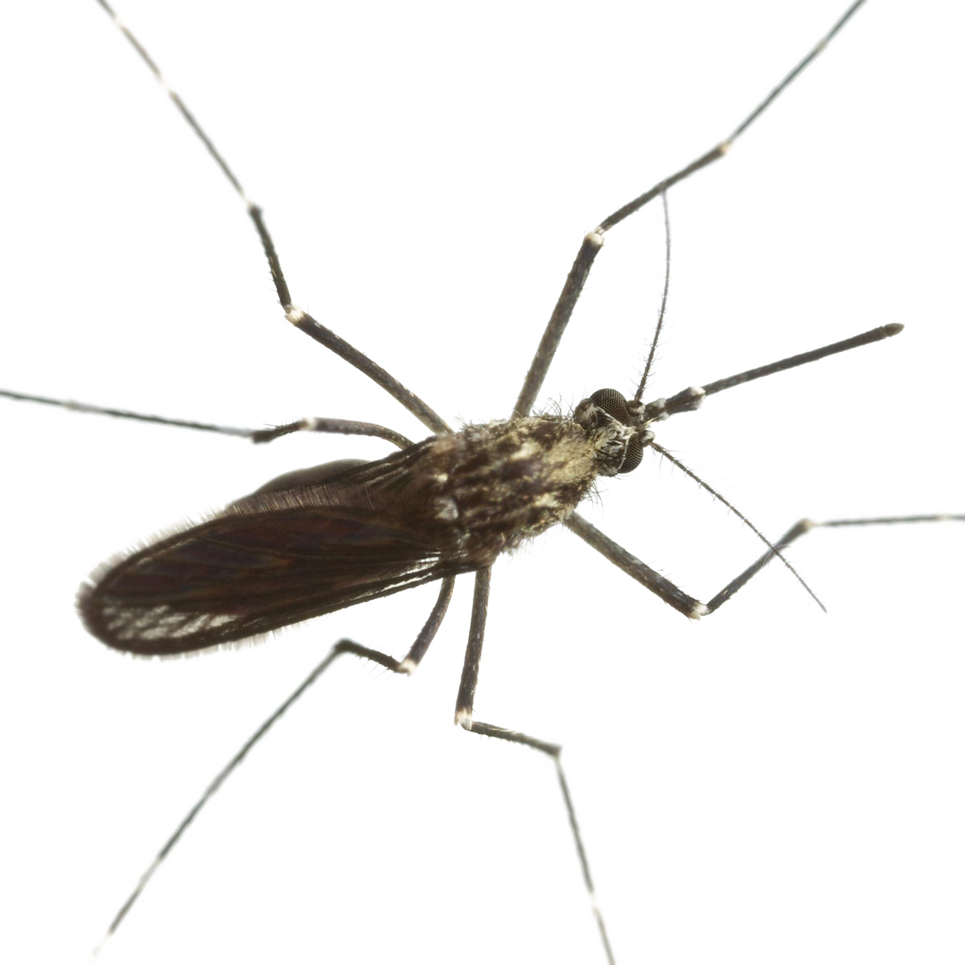 Mosquito Download Png Image - Mosquitoes (1900x1900), Png Download