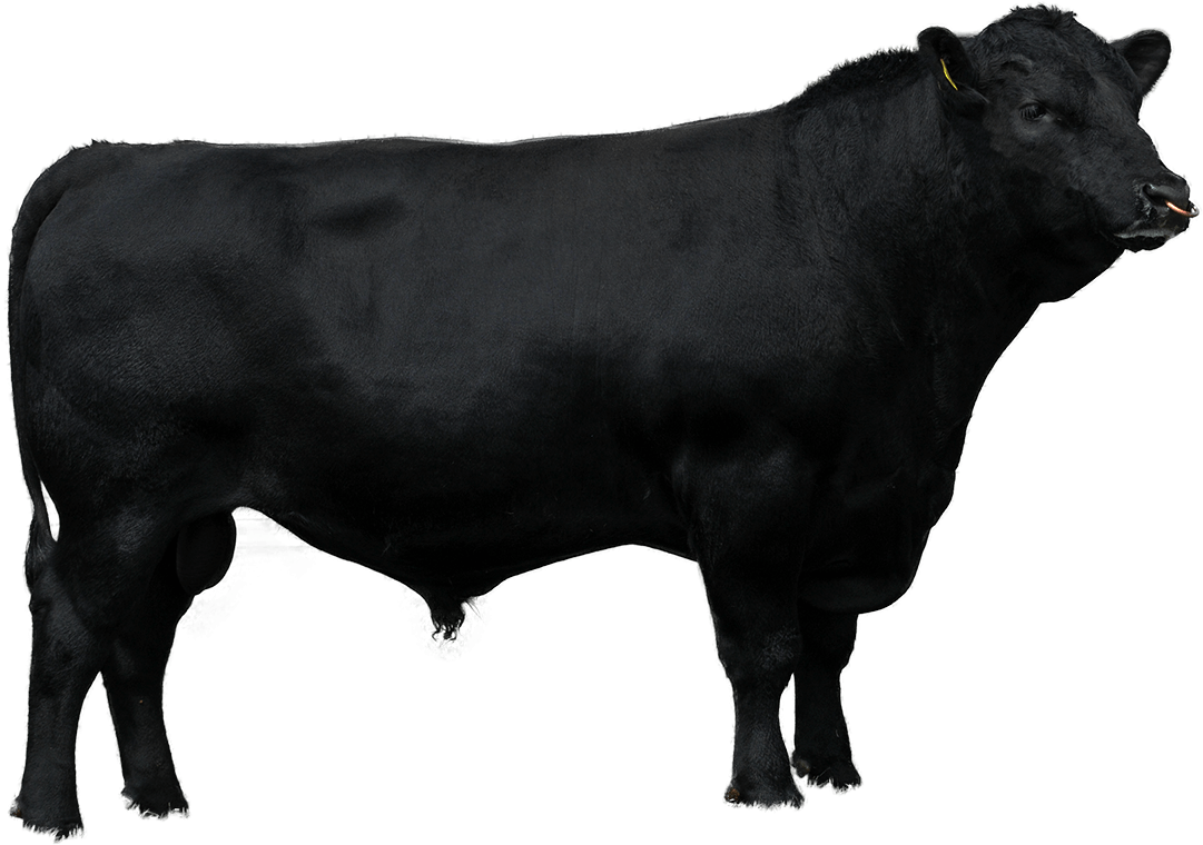 Beef Sires - Dairy Cow (1200x840), Png Download
