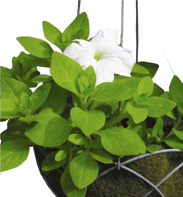 Download Reusable Hanging Basket Jasmine PNG Image with No Background