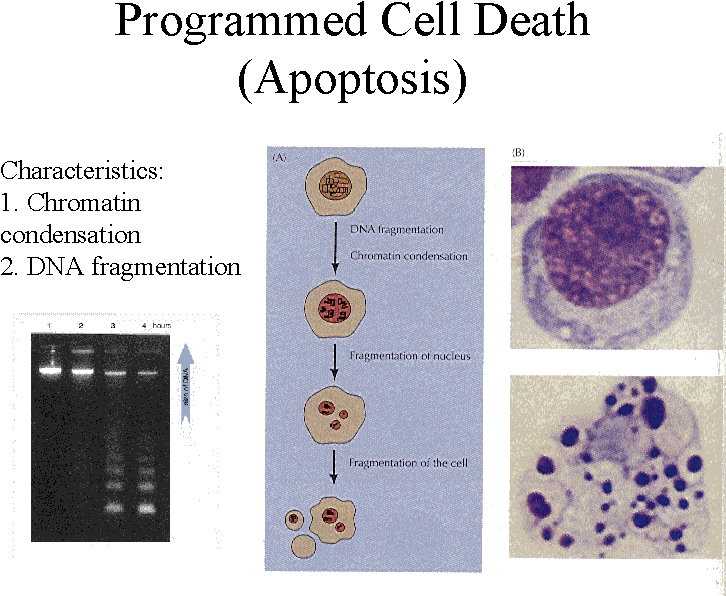 Programmed Cell Death Caused By Cannabinoids - Circle (800x600), Png Download