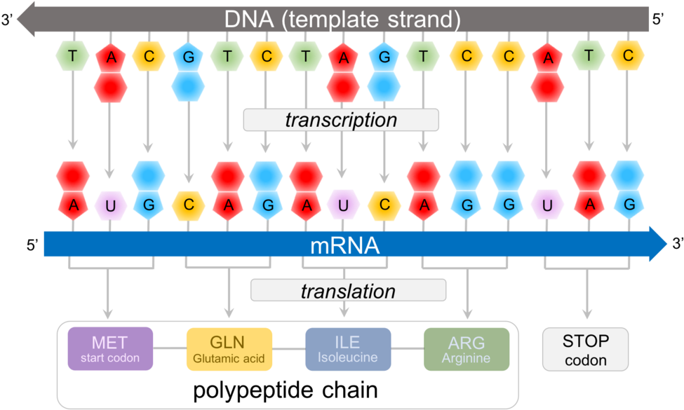 Predicting Polypeptide Chains From Dna - Mrna Strand (1000x600), Png Download