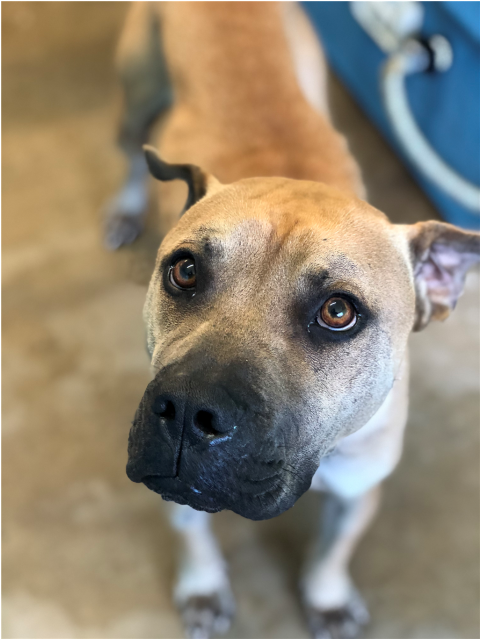 Photo Of Sharpie - Companion Dog (638x638), Png Download