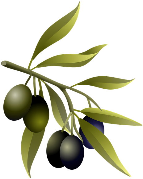 Olive Branch Stickers - Olive Tree Branch Real (529x640), Png Download