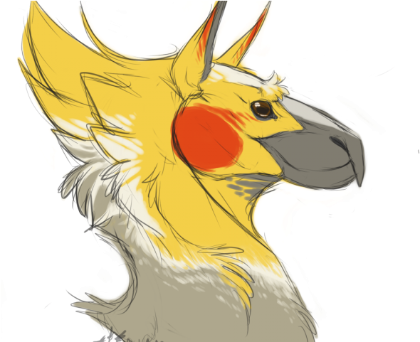 Cockatiel Clipart Chocobo - Cockatiels Drawings (640x480), Png Download