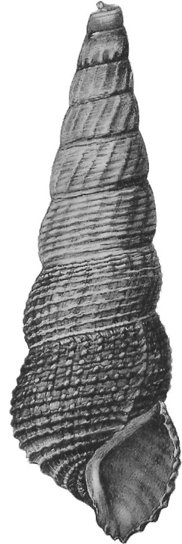 Tylomelania Mahalonensis Shell 2 - Monochrome (495x1159), Png Download
