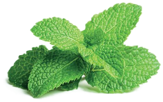 Mint Png Free File Download - Peppermint Plant (760x610), Png Download