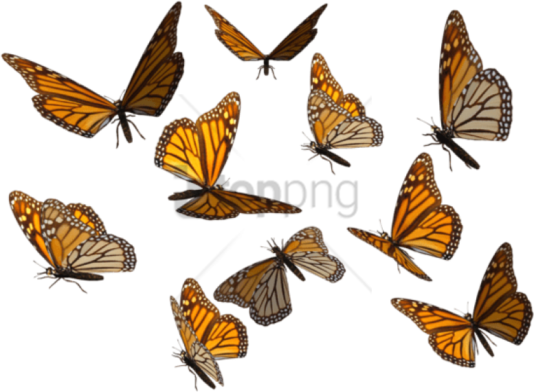 Free Png Monarch Butterfly Png Image With Transparent - Butterfly Swarm Transparent Background (850x595), Png Download