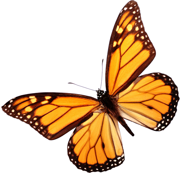 Contact Us - Monarch Butterfly White Background (591x569), Png Download