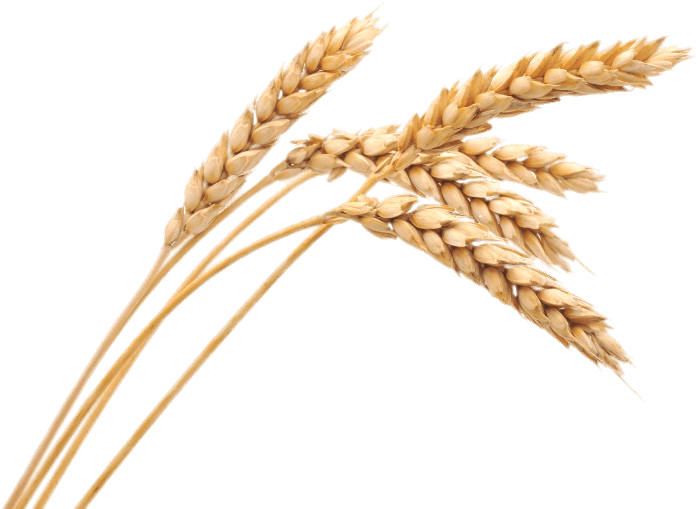 Download - Wheat Png (851x564), Png Download