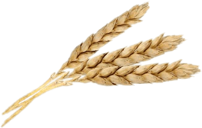 Download - Emmer (800x473), Png Download