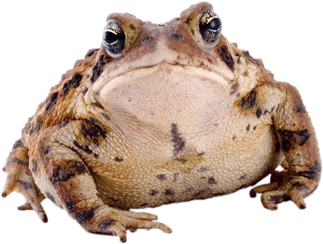 Toad Front View - Cute Toad (1125x834), Png Download