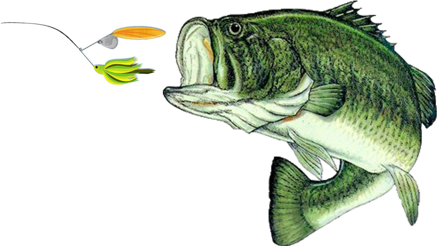 Largemouth Bass Png - Largemouth Bass Fish Png (1500x876), Png Download