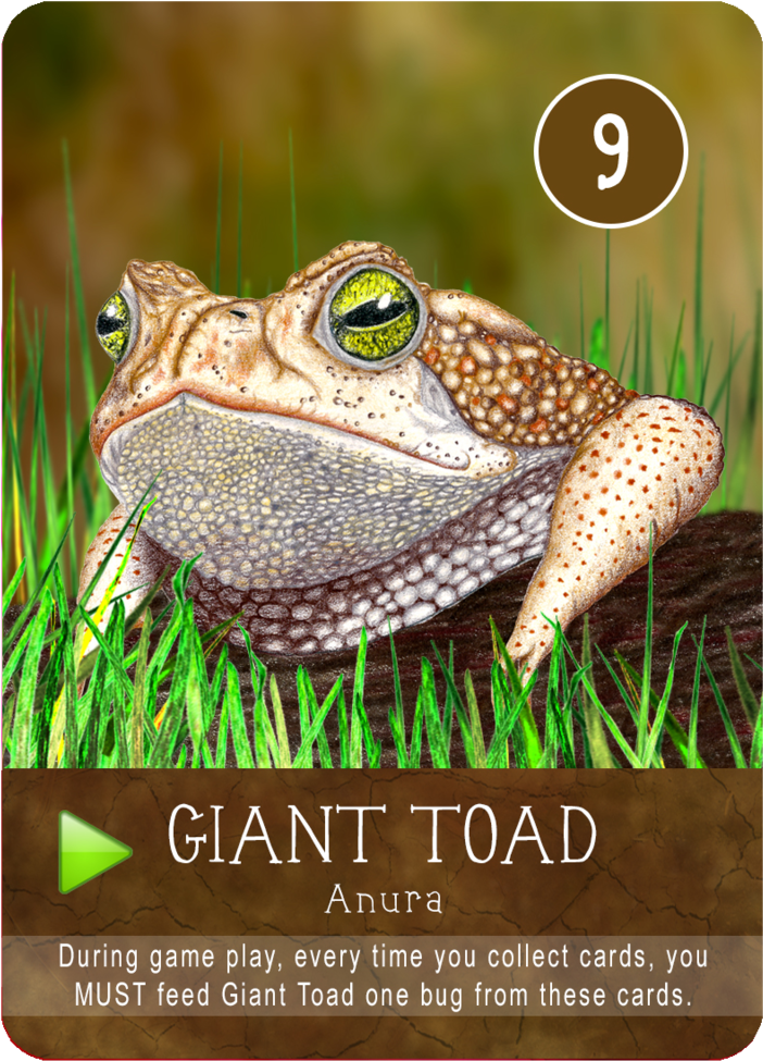 Bufo (1000x1000), Png Download