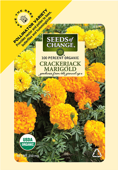 Organic Crackerjack Marigold Flower Seeds - Seeds Of Change (573x573), Png Download