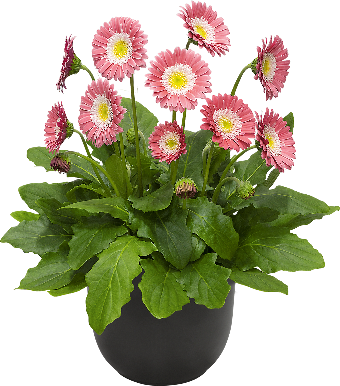 Hoge Resolutie Afbeelding, Download Bestand - Barberton Daisy (1772x1772), Png Download
