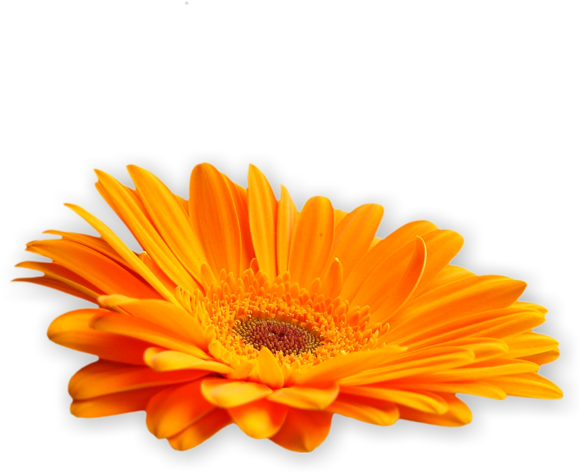 Flowers Of Grace - Amber Romance Flower (1896x1643), Png Download