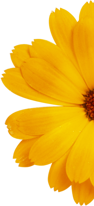 Discover The Range - English Marigold (720x933), Png Download