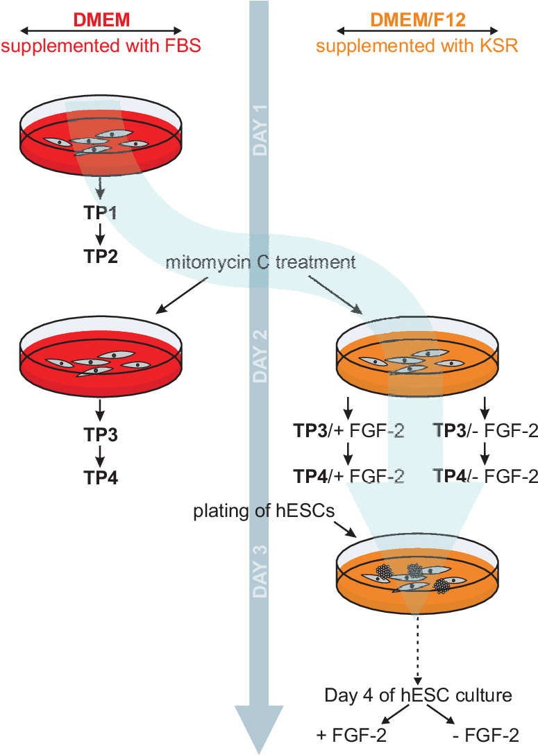 Schematic Of Human Embryonic Stem Cell Culture - Circle (774x1110), Png Download