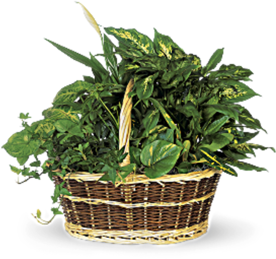 Large Garden Basket - Dish Garden Plants (600x673), Png Download
