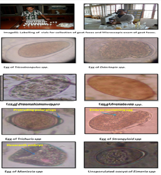 Figure - Chocolate Cake (533x580), Png Download