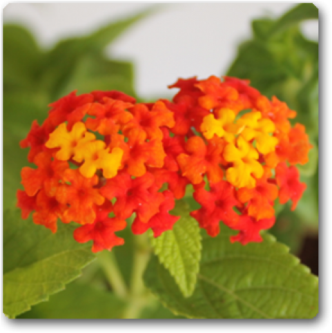 Lantana Red Haldi Kumkum Plant (650x489), Png Download