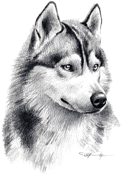 Drawn Husky Sketches - Pencil Drawing Husky (564x744), Png Download