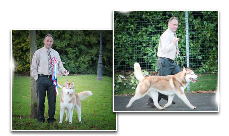 Breed Standard Siberian-husky Breed Standard Siberian - Ancient Dog Breeds (900x500), Png Download