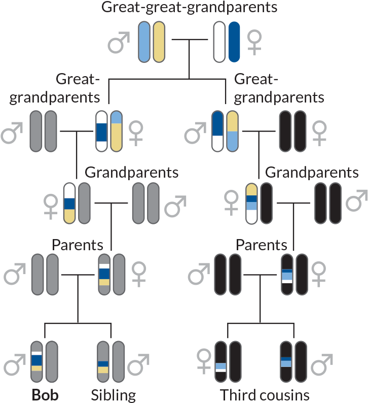 730 X 801 1 - Third Cousins Family Tree (730x801), Png Download