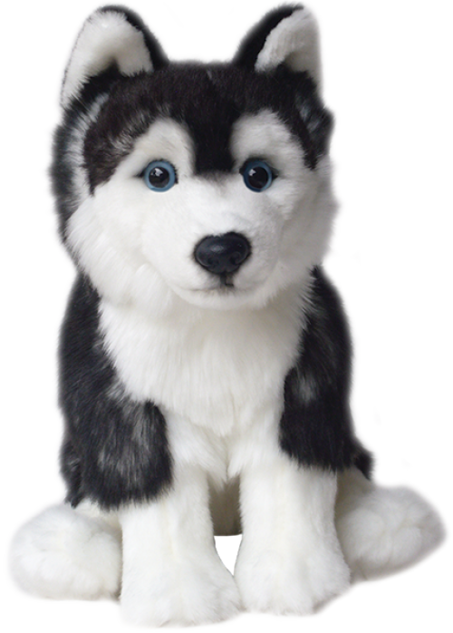 Sailor Ted Siberian Up - Sakhalin Husky (500x698), Png Download