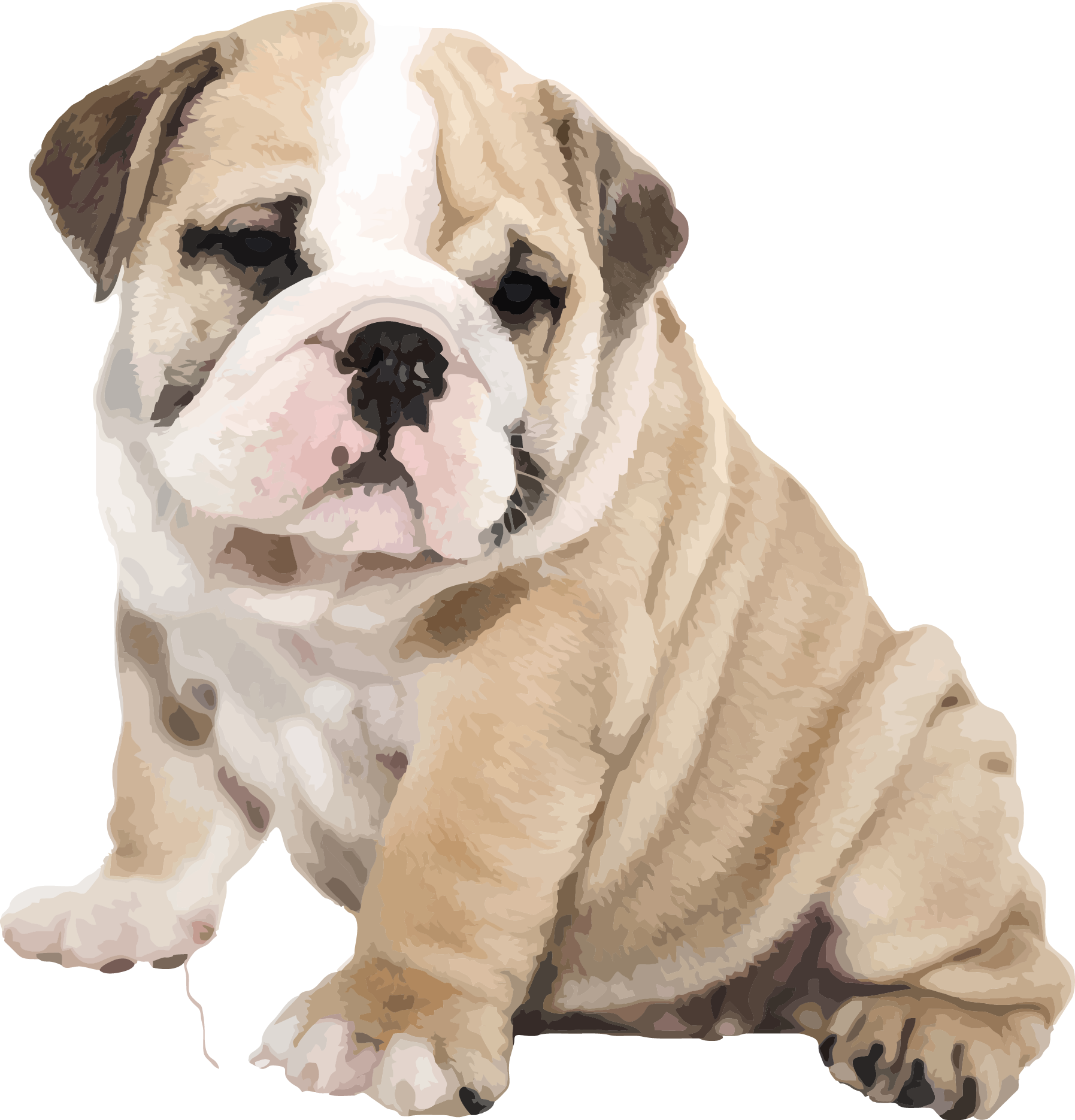 Download Bulldog Png Png Image With No Background Pngkey Com