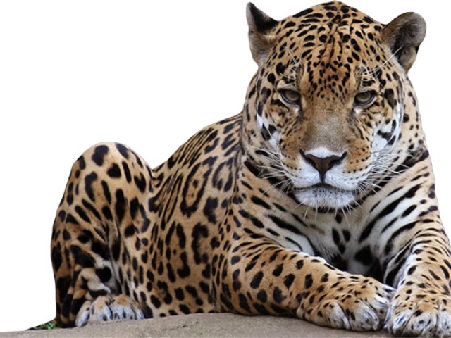 Animals Which Kill The Most Humans (640x480), Png Download