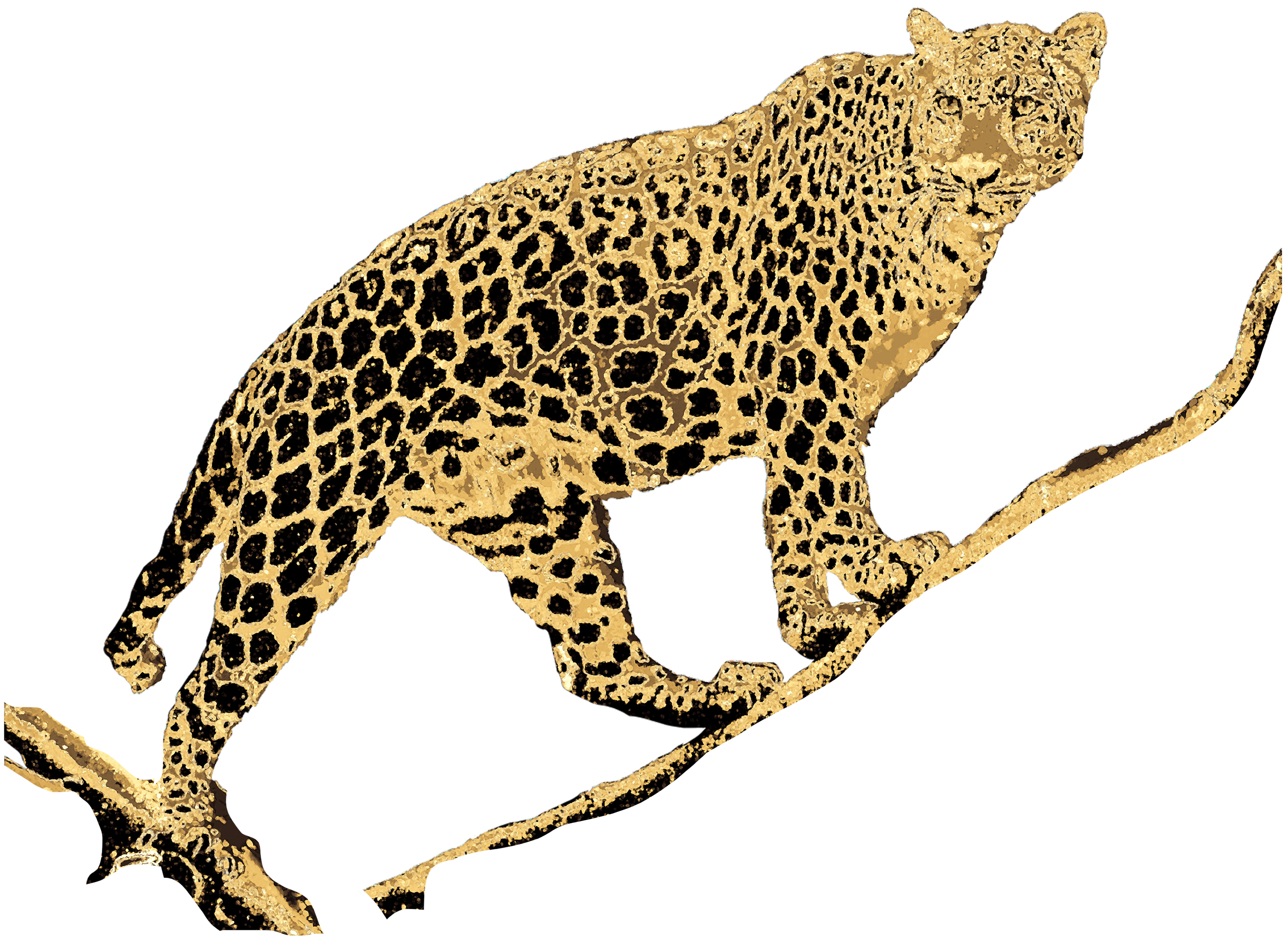 3000 X 3000 4 - African Leopard (3000x3000), Png Download