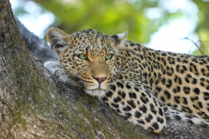Medium Image - Best Leopard (800x533), Png Download