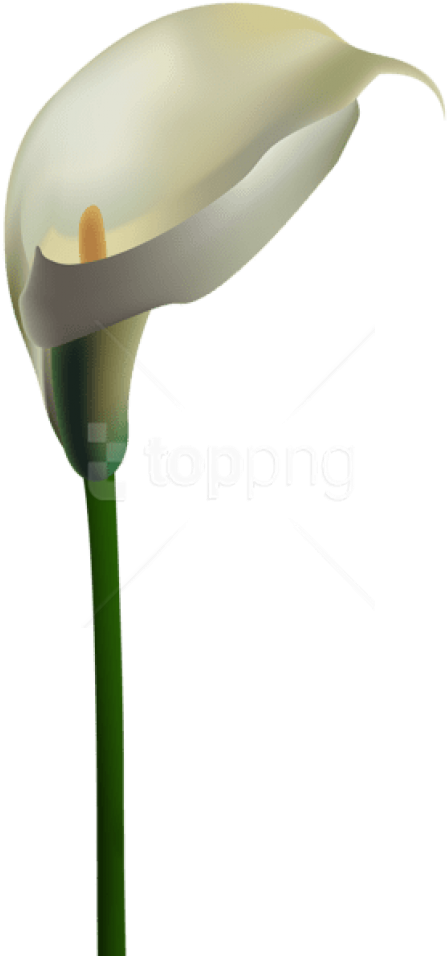 Free Png Download Calla Lily Transparent Png Images - Arum (480x964), Png Download