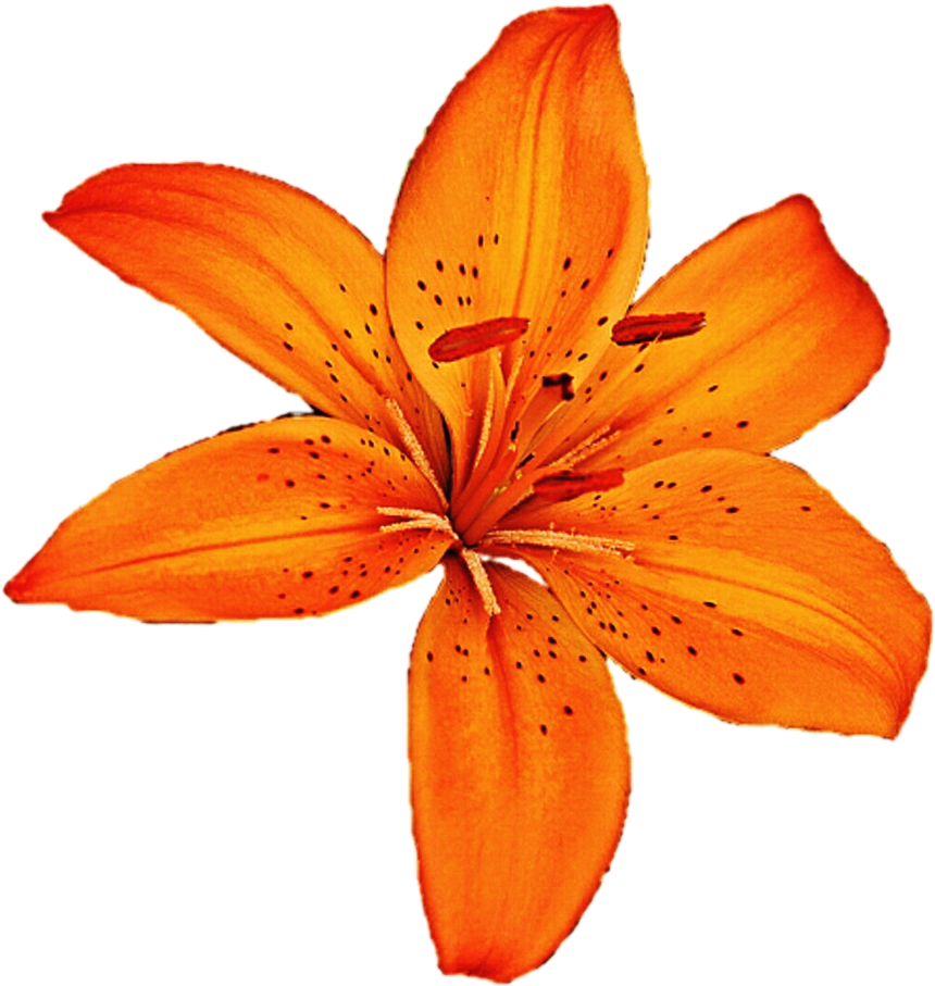 Lily Clipart Tiger Lily - Tiger Lily Flower Png (873x916), Png Download