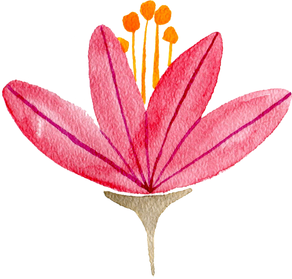 Pink Lily - Illustration (1000x958), Png Download