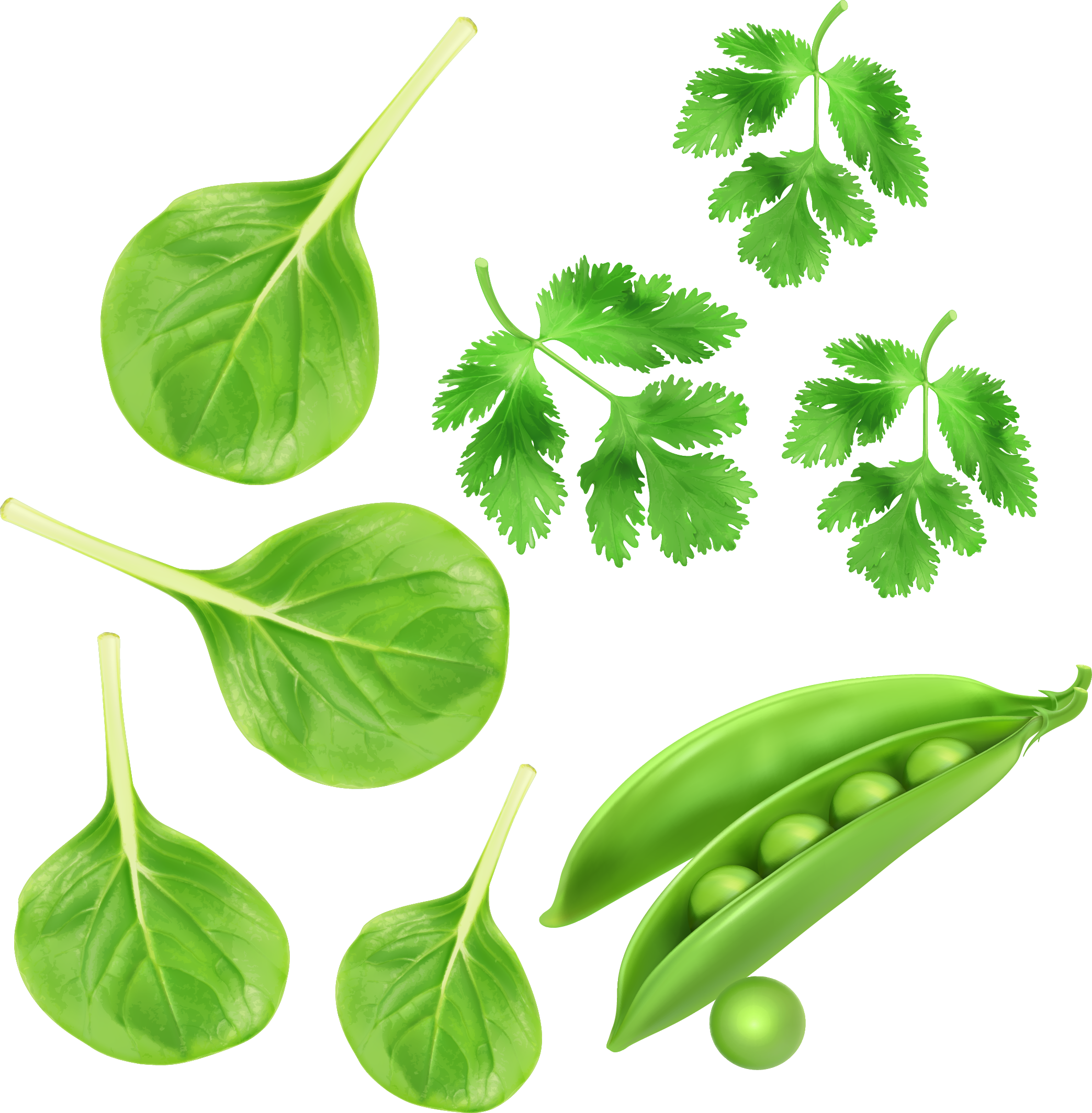 Spinach Green - Transparent Green Vegetables Png (2087x2127), Png Download