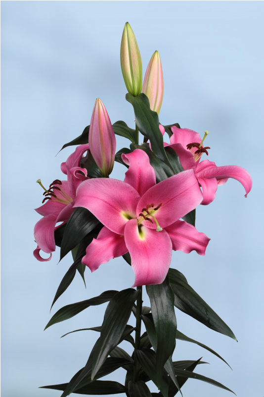 Lily (800x800), Png Download