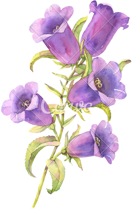 Blue Bell Flowers - Blue Bell Flower (548x800), Png Download