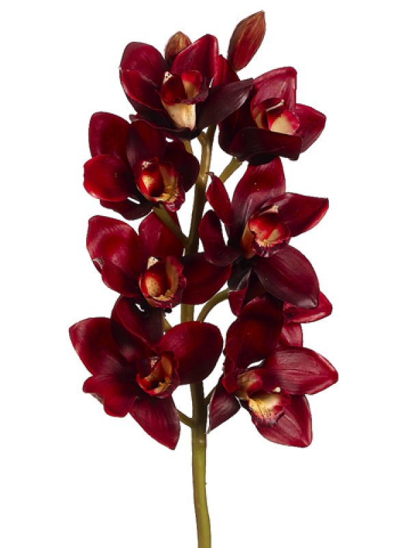 800 X 800 1 - Burgundy Colour Flower (800x800), Png Download