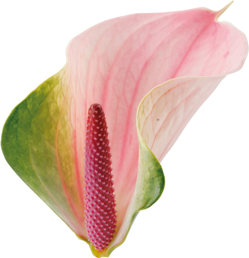 Agnieszka Kwiat - Anthurium Png (1000x1000), Png Download
