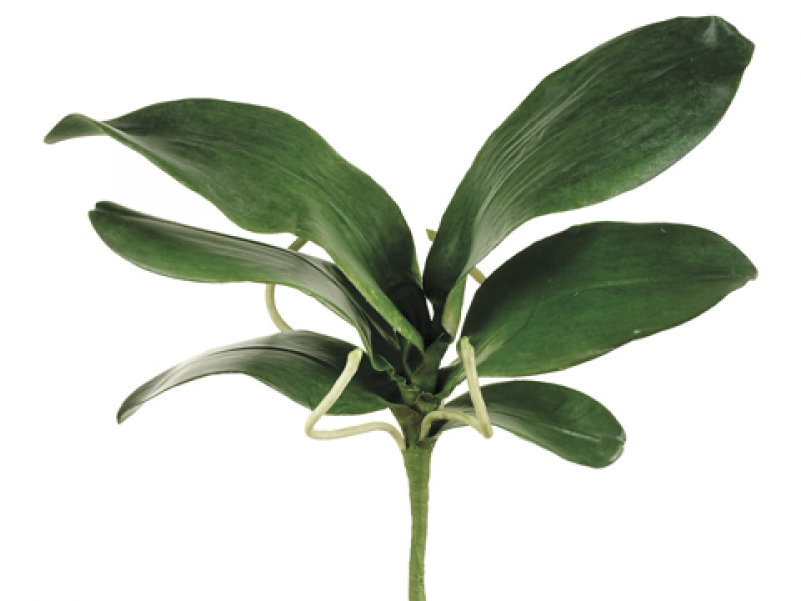 15" Large Phalaenopsis Orchid Leaf Spray With 6 Leaves - Orchid Leaves Png (800x800), Png Download