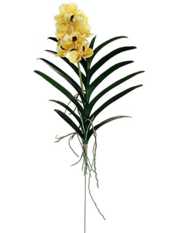 28" Vanda Orchid Plant Yellow - Orchids Of The Philippines (800x800), Png Download