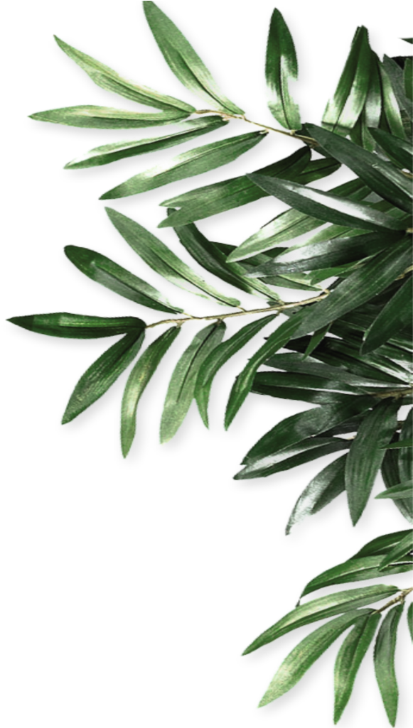 #mq #green #leaf #leaves #border #borders - Olive Leaves Png Border (1024x1024), Png Download