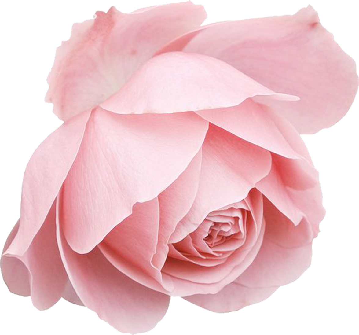 Rose Transprent Png Free Download - Rose Blue Drawings (1175x1096), Png Download