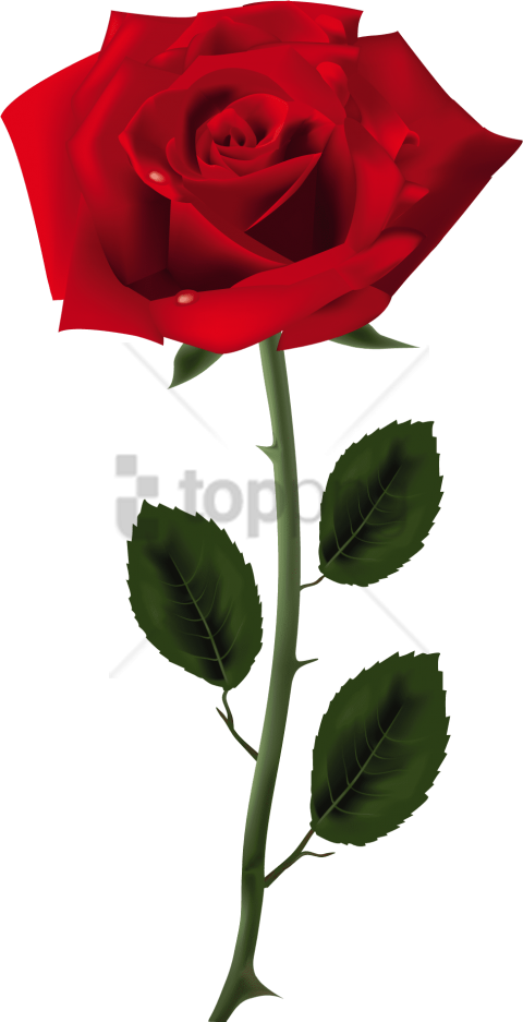 Free Png Rose Png Image With Transparent Background - Rose Png (480x937), Png Download